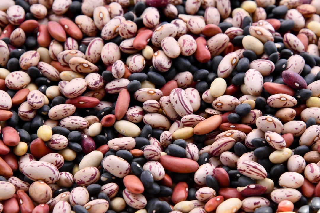 buy لوبیا