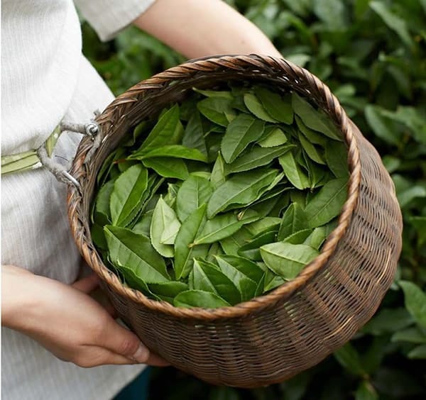 چای سبز